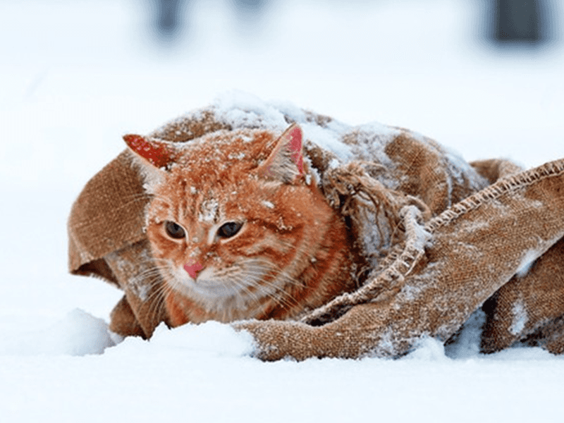 Freezing Harsh Weather